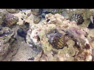 All About Turbo Snails