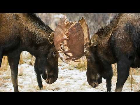Facts About Moose! | Everything About These Majestic Giants