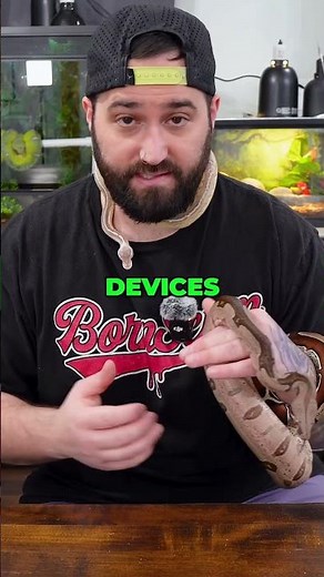 Ball Python vs Boa Constrictor: Which is better?