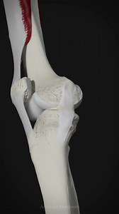 51K views · 253 reactions | This animation demonstrate the dynamic movement of the patella during knee flexion and extension as well as crucial role played by the tibial collateral ligament as it pulls the medial meniscus back and forth. . #anatomy #howthingswork #patella #knee #anatomyandphysiology #anatomyscan #anatomystudy #sportstherapy #sportsperformance #legsworkout #jointmobilization #biomechanics #humananatomy #kneepain #DidYouKnow #nowyouknow | Did you know? | Facebook