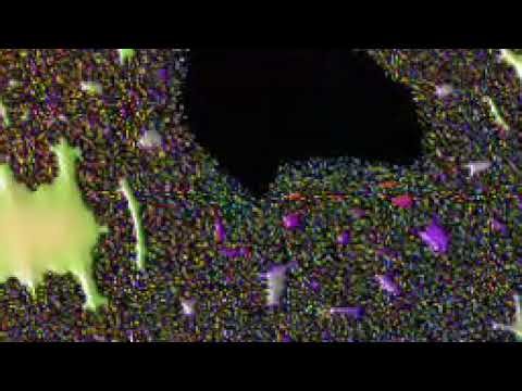 Have you ever noticed a tree fractal in Burning Ship