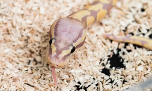 Pink Snakes: The Prettiest Snakes You Can Keep as a Pet