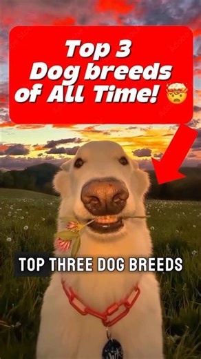 TOP 3 Dog Breeds of ALL Time! 😤 - Ranked