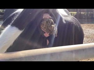 cow pooping(久保アスファールド)