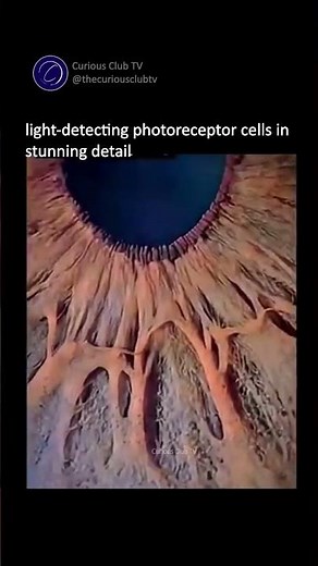 1000x Zoom on Human Eye: Revealing Retina Cells and Microstructures