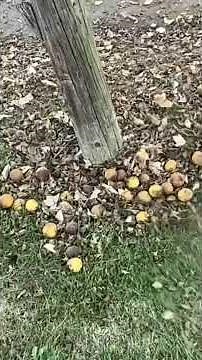 Fall Leaves Clean Up-STIHL BR 800 C Backpack Blower- 🍁🍂 #stihlms881