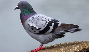 Pigeon Calls, Coos, & Sounds (w/ audio clips)