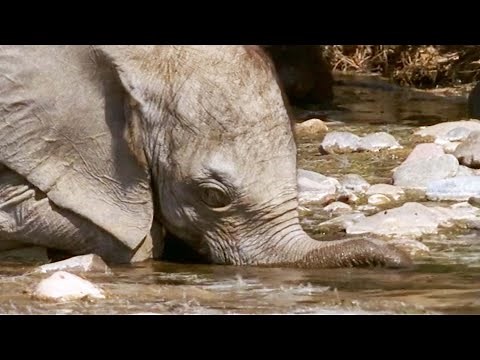 Baby Elephant’s Struggle to Survive (Part 1) | Elephant Nomads of the Namib Desert | BBC Earth