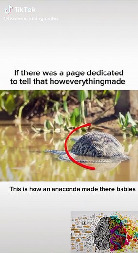 Anaconda Reproduction: Parthenogenesis and Cloning Explained