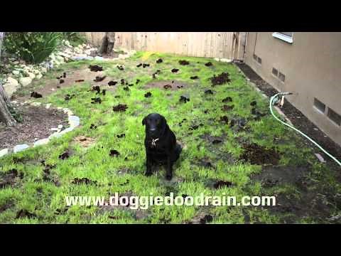 Dog Poop Clean up Solution