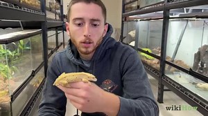 How to Care for a Crested Gecko