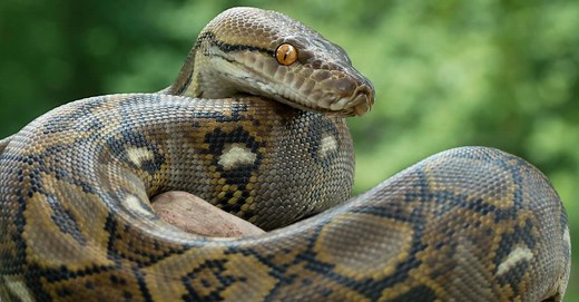 9 Non-Venomous Snakes in the World