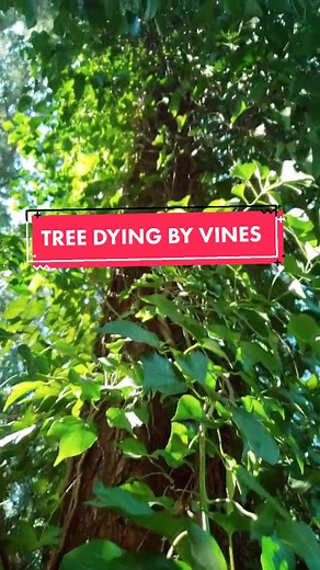🌿🌲 #canadiantrees