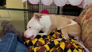 8.5K views · 529 reactions | Hi new friends, my name is Mazi. I am...