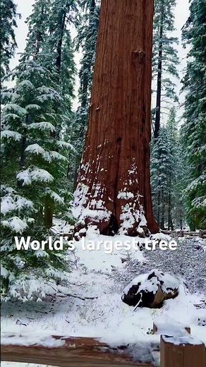 The World’s Largest Tree | Sequoia National Park