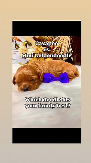 ✨ Ready to meet your perfect match? ✨ Our Cavapoo puppies are raised with love, health-tested parents, and ready for their forever homes! 💕 📩 DM us or visit our website to see who’s available! #Cavapoo #CavapooLove #MiniGoldendoodle #CavapooLife #CavapooVsGoldendoodle #CavapooPuppy #CavapooFamily #DavisFamilyDoodles #PuppyLove #DoodleLife #CavapooForSale #PuppyGram #DogsofInstagram #OzarksDogs #MissouriPuppies #MidwestDogs | Davis Family Doodles