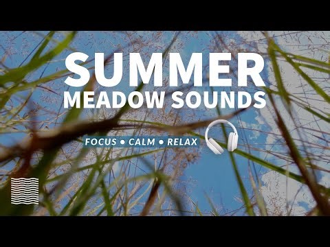 Grasshopper Sounds in Summer Meadow – Relaxing Day Ambience for Focus 🌞
