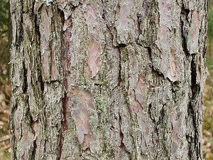 Edible Tree Bark: The Ultimate Survival Food - Off The Grid News