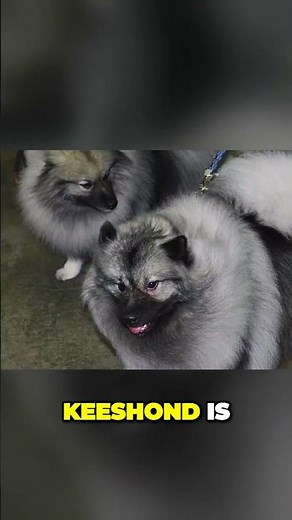 Keeshond - Surprisingly Low Maintenance Dog Breed