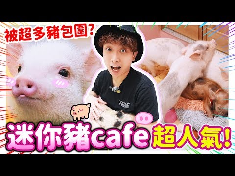 迷你豬Cafe初體驗😍被十多隻小豬圍著？突發在我面前XX😳食物竟然是…🐷東京迷你豬咖啡廳Mipig開箱 (中文cc字幕)