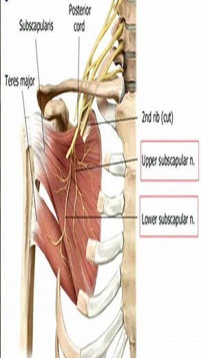 Anatomy: Teres Major Muscle #Shorts
