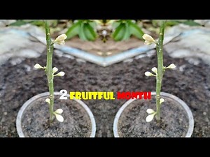 Orange tree cuttings technique to 100% work...