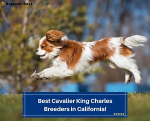 6 Best Cavalier King Charles Breeders in California! (2024) - Breeder Best