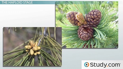 Gymnosperm | Life Cycle, Reproduction & Seeds