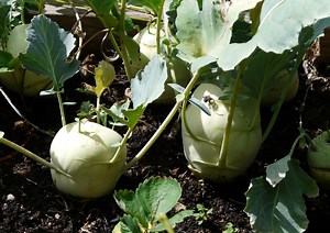 11 Kohlrabi Companion Plants (And 5 To Avoid!)