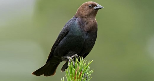 Brown-headed Cowbird Identification, All About Birds, Cornell Lab of Ornithology