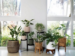 How To Match Indoor Pots With Plants - Bunnings Australia