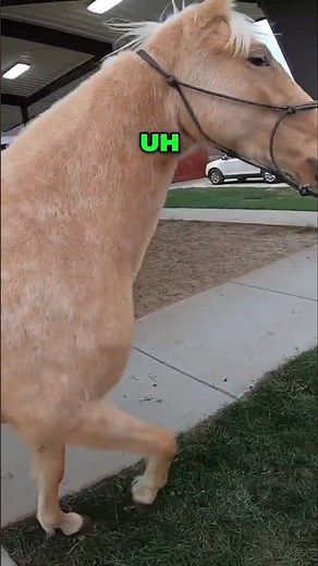 Horse Snorting? It Means Building STRESS!