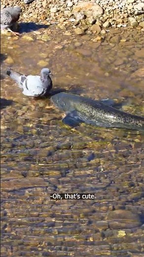 Catfish eats pigeon: passersby react 🗣️😂 #catfish #fishing #underwater