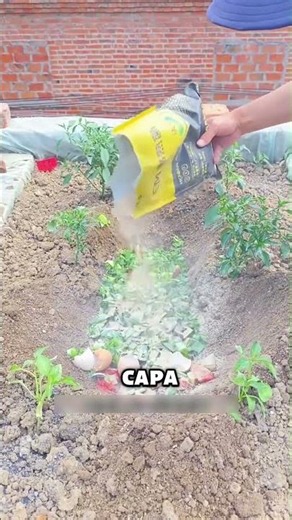The trick for making compost directly in the soil 🍅