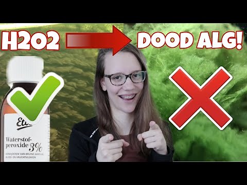 TIP: GET RID OF YOUR ALGAE CHEAPLY! SAFE FOR SHRIMP AND PLANTS = H2O2/Hydrogen Peroxide //Nickey//
