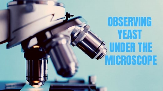 Observing Yeast Under The Microscope
