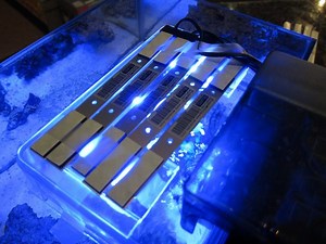 FAQ on Reef Aquarium LED Lights: All You Need to Know