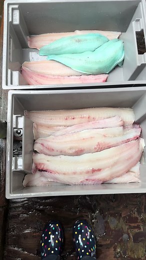 Blue Lingcod Fillets: A Guide to Cooking and Enjoyment