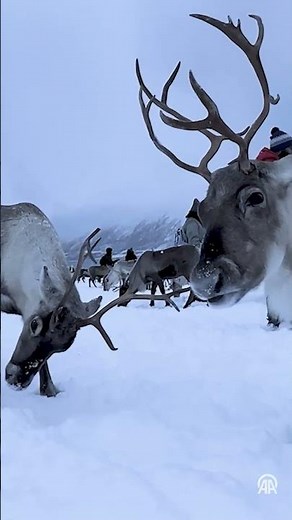 Arctic reindeer herding keeps Sami culture alive in Norway's Tromso