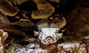 How Anacondas Eat Their Prey: A Comprehensive Guide – Reptiles & Amphibians