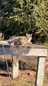 2.5K views · 584 reactions | Cat Moves ➡️ There’ve been a lot of...