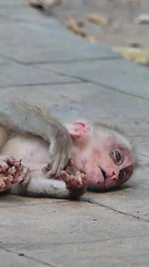 104K views · 651 reactions | How sad small Lily mom no care #reelfb #fbreel #wildlife #monkey #video #upset #Libby #Lily #starving #reallifemonkey #cried #hungry #angry #sad #babycry #cutebabymonkey #babymonkeycry #newbornbabymonkey #Facebookpost | BB Monkey Lucie | Facebook