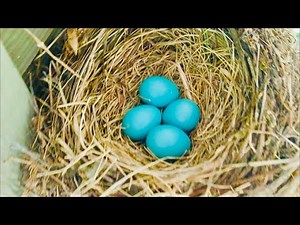 Baby Robin Bird EGGS Hatching Born Growing Nature Animal Video