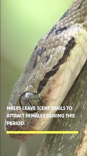 how do snakes mate #shorts