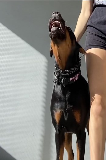 Understanding Aggressive Behavior in Doberman Pinschers