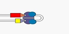 Process of gene recombination