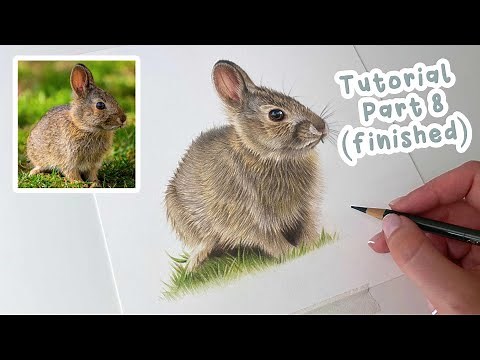 How to Draw a Realistic Bunny Rabbit | Bunny Rabbit Coloured Pencil Tutorial Part 8