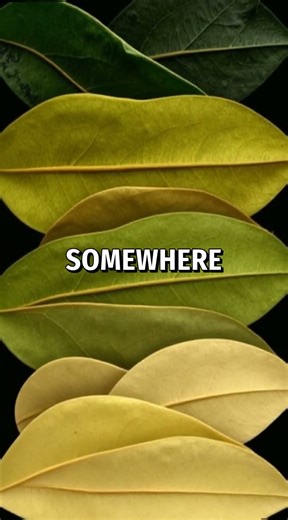 How Fermentation Transforms Tea's Taste 🌟