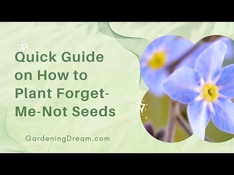 Quick Guide on How to Plant Forget-Me-Not Seeds