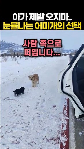 "아가 제발 오지마.." 눈물나는 어미개의 선택 😭